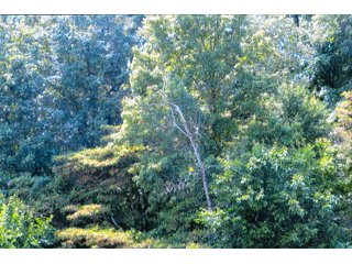 Property photo 2 - LAND AUCTION - 314+/- ACRES OFFERED IN 4 TRACTS IN WHITE COUNTY, INDIANA